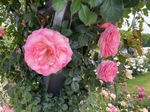 IMG_4545.jpeg