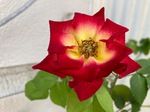 IMG_4559.jpeg