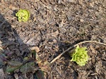 IMG_6080.jpeg