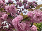 IMG_6255.jpeg