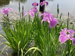 IMG_6521.jpeg