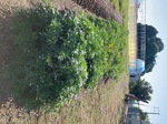 IMG_7159.jpeg