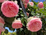 IMG_7452.jpeg