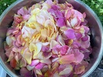 IMG_7500.jpeg