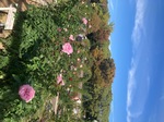 IMG_7511.jpeg