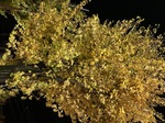 IMG_7684.jpeg