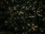 IMG_7739.jpeg