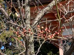 IMG_8155-69c36.jpeg