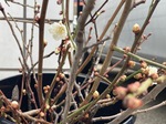 IMG_8234.jpeg