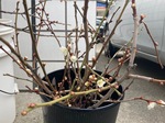 IMG_8235.jpeg
