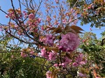 IMG_8594.jpeg
