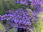 IMG_8630.jpeg